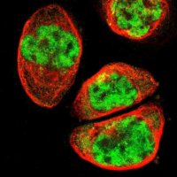 Anti-SYDE1 antibody produced in rabbit 