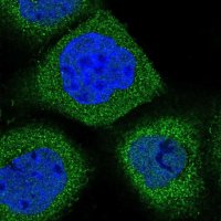 Anti-SYNGR1 antibody produced in rabbit 