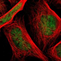 Anti-TAF4 antibody produced in rabbit 