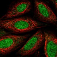 Anti-TAF7L antibody produced in rabbit 