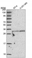 Anti-TATDN1 antibody produced in rabbit 