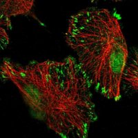 Anti-TATDN3 antibody produced in rabbit 