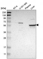 Anti-TBC1D10A antibody produced in rabbit HPA007725-100UL
