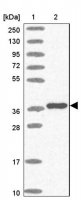 Anti-TBX10 antibody produced in rabbit 