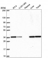 Anti-TEAD1 antibody produced in rabbit HPA057339-100UL