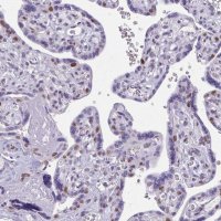 Anti-TEAD4 antibody produced in rabbit 