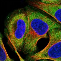 Anti-TEX14 antibody produced in rabbit HPA030620-100UL