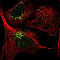 Anti-THAP2 antibody produced in rabbit 