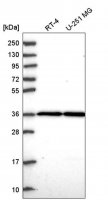 Anti-THAP5 antibody produced in rabbit 