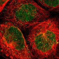 Anti-THAP7 antibody produced in rabbit 