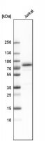Anti-THEMIS antibody produced in rabbit 