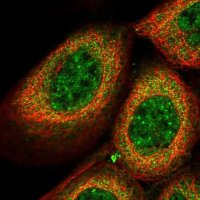 Anti-THOC7 antibody produced in rabbit 
