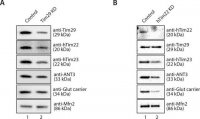 Anti-TIMM29 antibody produced in rabbit 