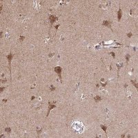 Anti-TIMM50 antibody produced in rabbit 