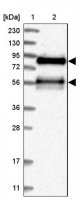 Anti-TJAP1 antibody produced in rabbit 
