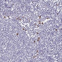 Anti-TLR4 antibody produced in rabbit 