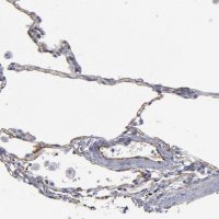 Anti-TM4SF1 antibody produced in rabbit 