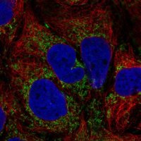 Anti-TM9SF4 antibody produced in rabbit 