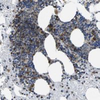 Anti-TMCC2 antibody produced in rabbit 
