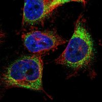 Anti-TMCC3 antibody produced in rabbit 