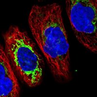 Anti-TMCO6 antibody produced in rabbit HPA037474-100UL