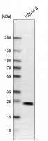 Anti-TMED9 antibody produced in rabbit 