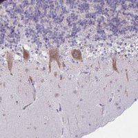 Anti-TMEM106B antibody produced in rabbit 