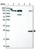 Anti-TMEM127 antibody produced in rabbit HPA042359-100UL