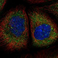 Anti-TMEM134 antibody produced in rabbit 