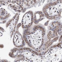 Anti-TMEM165 antibody produced in rabbit 