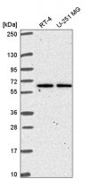 Anti-TMEM62 antibody produced in rabbit 