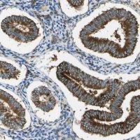 Anti-TMTC1 antibody produced in rabbit 