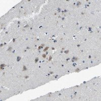 Anti-TNIK antibody produced in rabbit 