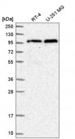 Anti-TNPO3 antibody produced in rabbit 