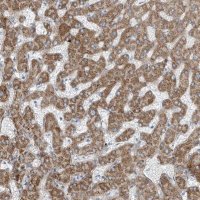 Anti-TNS2 antibody produced in rabbit 