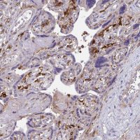 Anti-TNS3 antibody produced in rabbit 