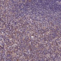 Anti-TOR4A antibody produced in rabbit 