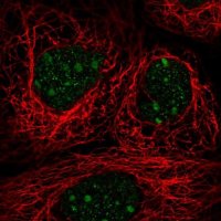 Anti-TRA2A antibody produced in rabbit 