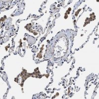 Anti-TRAF6 antibody produced in rabbit 