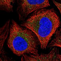 Anti-TRAPPC4 antibody produced in rabbit 