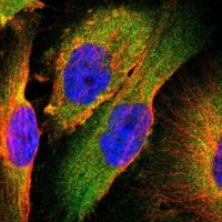 Anti-TSC22D2 antibody produced in rabbit 
