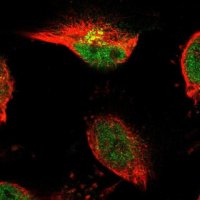 Anti-TSPAN3 antibody produced in rabbit 