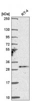 Anti-TSSK4 antibody produced in rabbit 