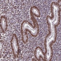 Anti-TTF1 antibody produced in rabbit 