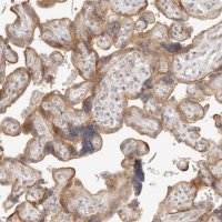 Anti-TUFT1 antibody produced in rabbit 