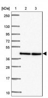 Anti-TWF2 antibody produced in rabbit HPA053874-100UL