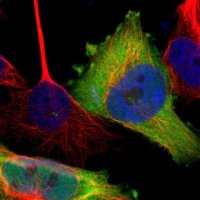 Anti-TWSG1 antibody produced in rabbit 