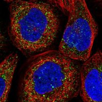 Anti-TXNDC11 antibody produced in rabbit 