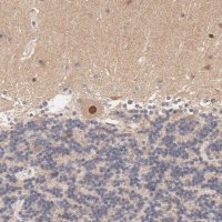 Anti-TXNL1 antibody produced in rabbit HPA002828-100UL