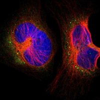 Anti-UBA5 antibody produced in rabbit 